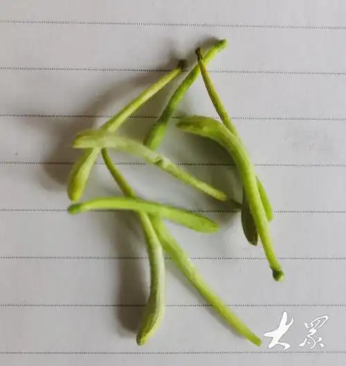 外观比真花还好看!采用这项技术,金银花能卖到200元一两