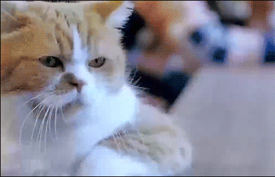 萌宠动物可爱搞怪gif动图_动态图_表情包下载_soogif