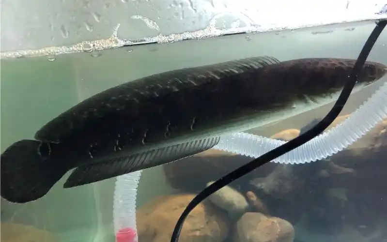 活动作品日常黑魔神雷龙鱼