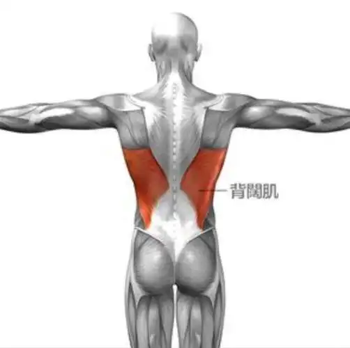 它还是一块核心肌肉,它的发展可以让背显得更宽.