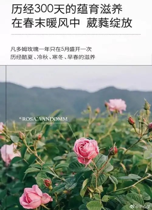 壁纸 花 桌面 690_954 竖版 竖屏 手机