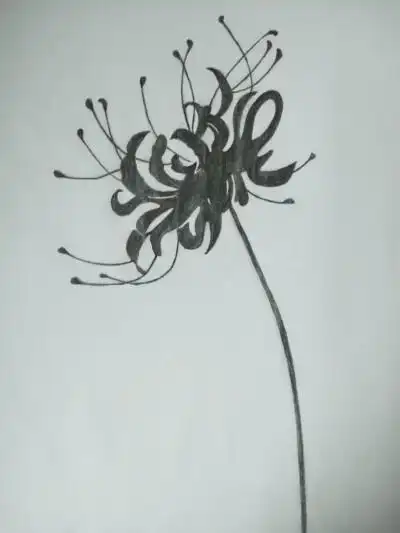 彼岸花 铅笔画 黑白 手绘 线稿