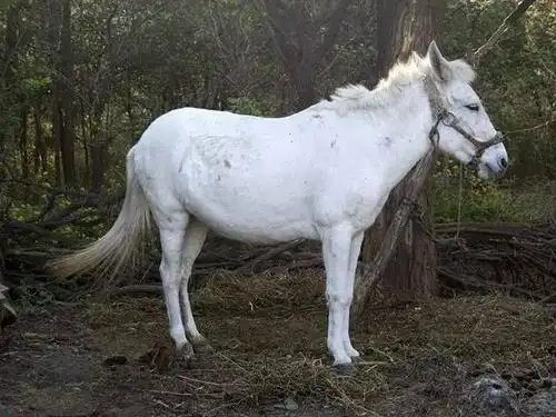《西游记》中的白龙马,拍完戏后下场凄惨,被遗忘34年,最终死在一个小