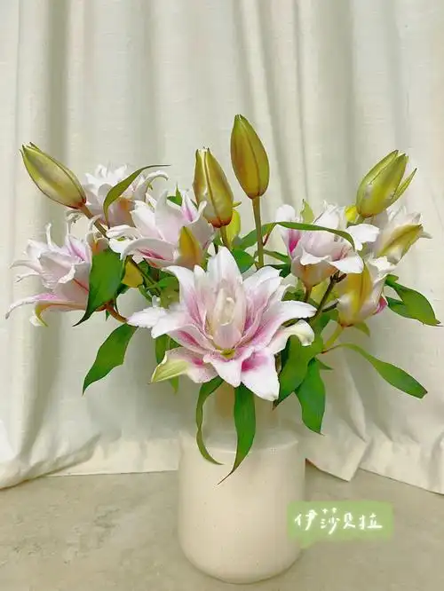 花开后花朵个大,且层层叠叠,所以它还有个很贴切的名称玫瑰百合;这种