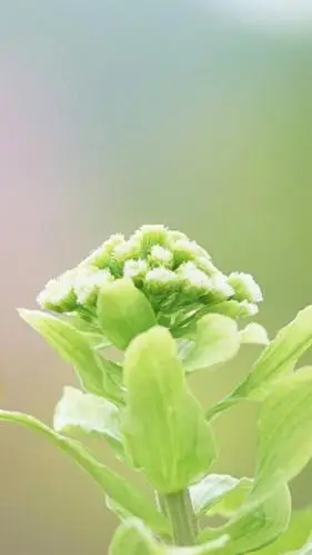 精选小清新绿色锁屏,高清图片,手机锁屏桌面-壁纸族