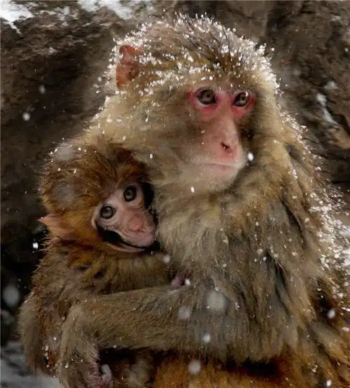 动物世界的温情母爱