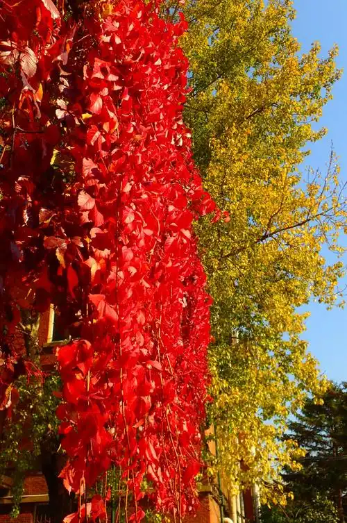 红配黄,秋天的调色盘