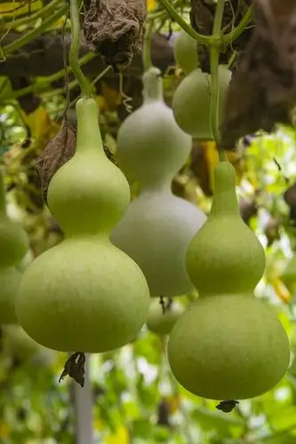 夏县"葫芦兄弟"的葫芦事业