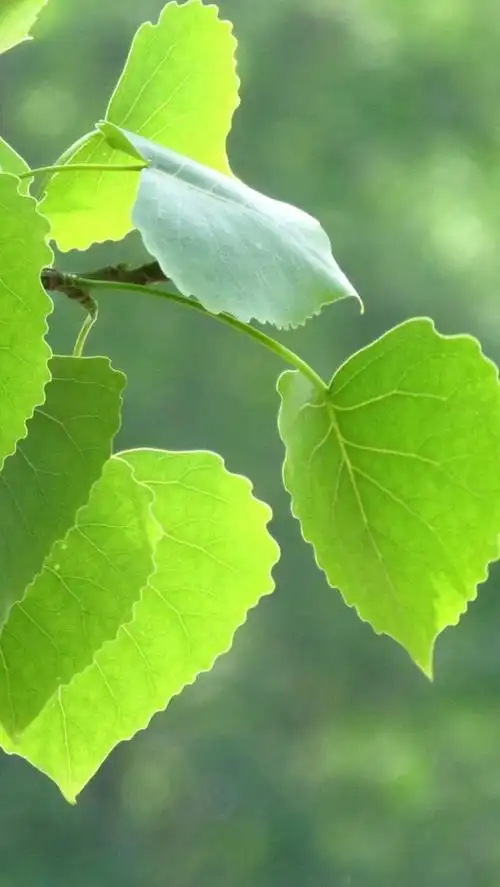 100张手机护眼背景图