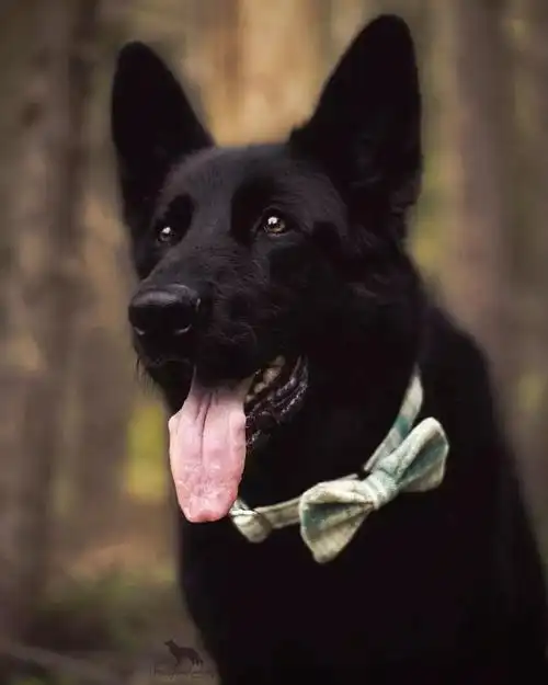 除了晚上难找一点,黑色狗狗哪里都不差!