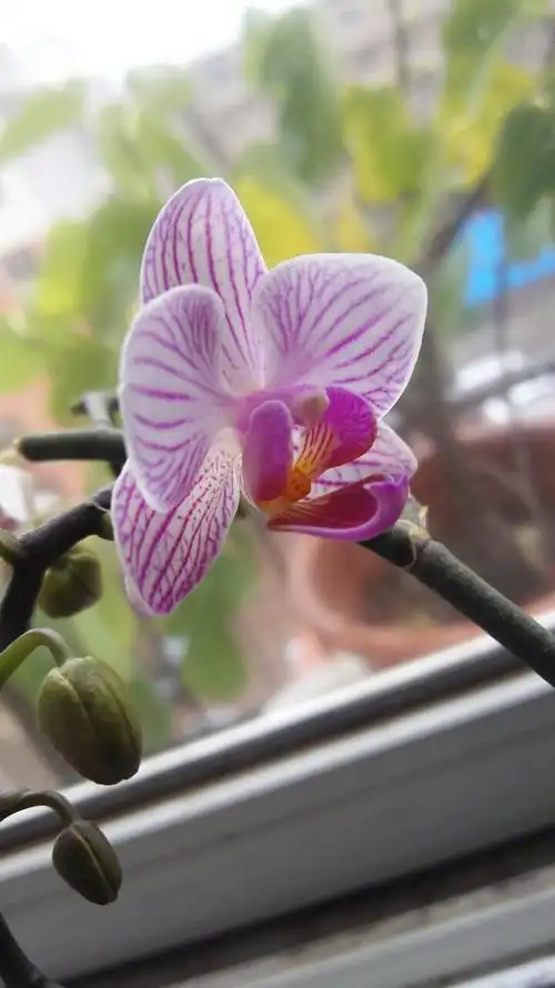 再次开花的蝴蝶兰巧笑靓兮蝴蝶兰,恰如蝴蝶舞蹁跹.一朝