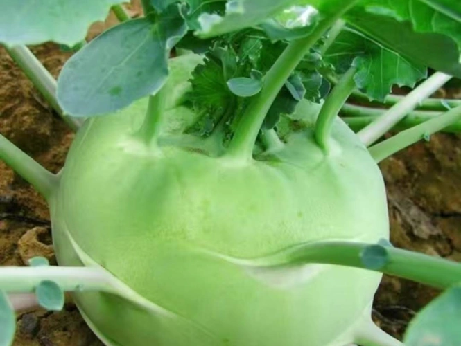 营养健康鲜嫩味美的绿色蔬菜——苤蓝