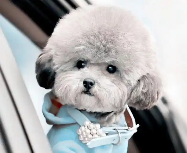 贵宾犬蘑菇头造型