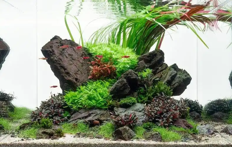 ins草缸造景鉴赏n