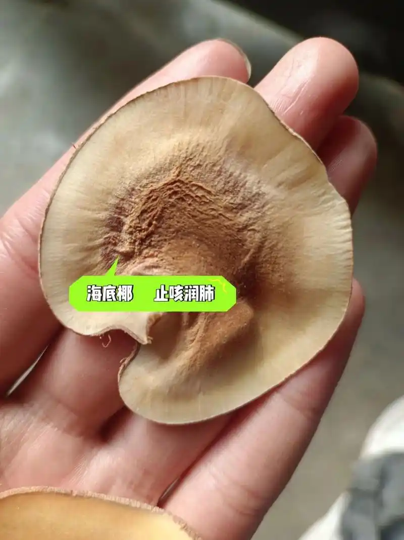 海底椰功效与作用【副作用与禁忌】 海底椰,润肺止咳 清热除燥 滋阴