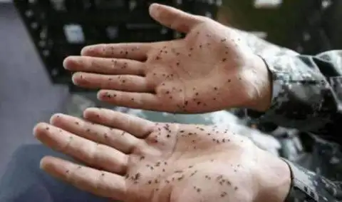 密集恐惧症者慎入中国蚊子最多之地一巴掌拍死几百只