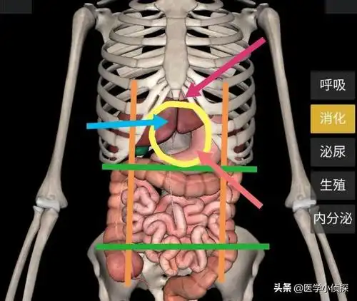 心窝正中痛是怎么回事?