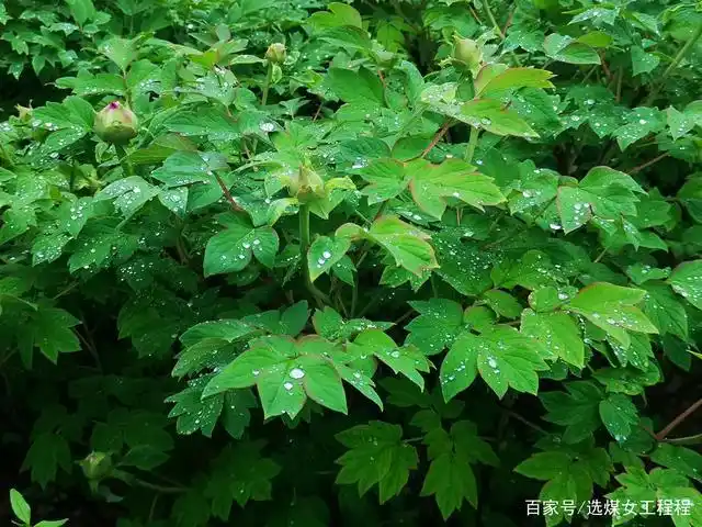 洛阳国家牡丹园