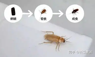 大小蟑螂的产卵方式有所不同