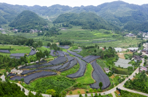 "8月11日,石阡县枫香乡鸳鸯湖村,走进绿意盎然的苗圃基地,看着一棵棵
