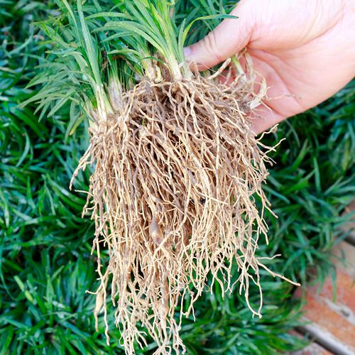 日本矮麦冬草耐寒庭院园林绿化草坪金边麦冬草玉龙草细叶麦冬细叶麦冬