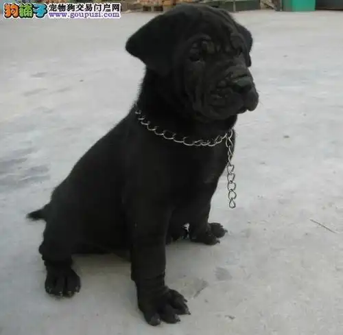 出售活泼可爱纯种温顺憨厚沙皮幼犬,公母都有,健康 _狗铺子