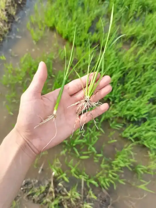 水稻返青肥用什么肥比较好水稻施返青肥应该注意哪些问题