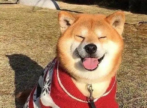 每次想到柴犬,眼前都会出现一个笑脸,狗子你笑起来真好看_网易订阅