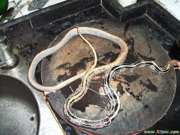 谁能告诉我这是什麼蛇