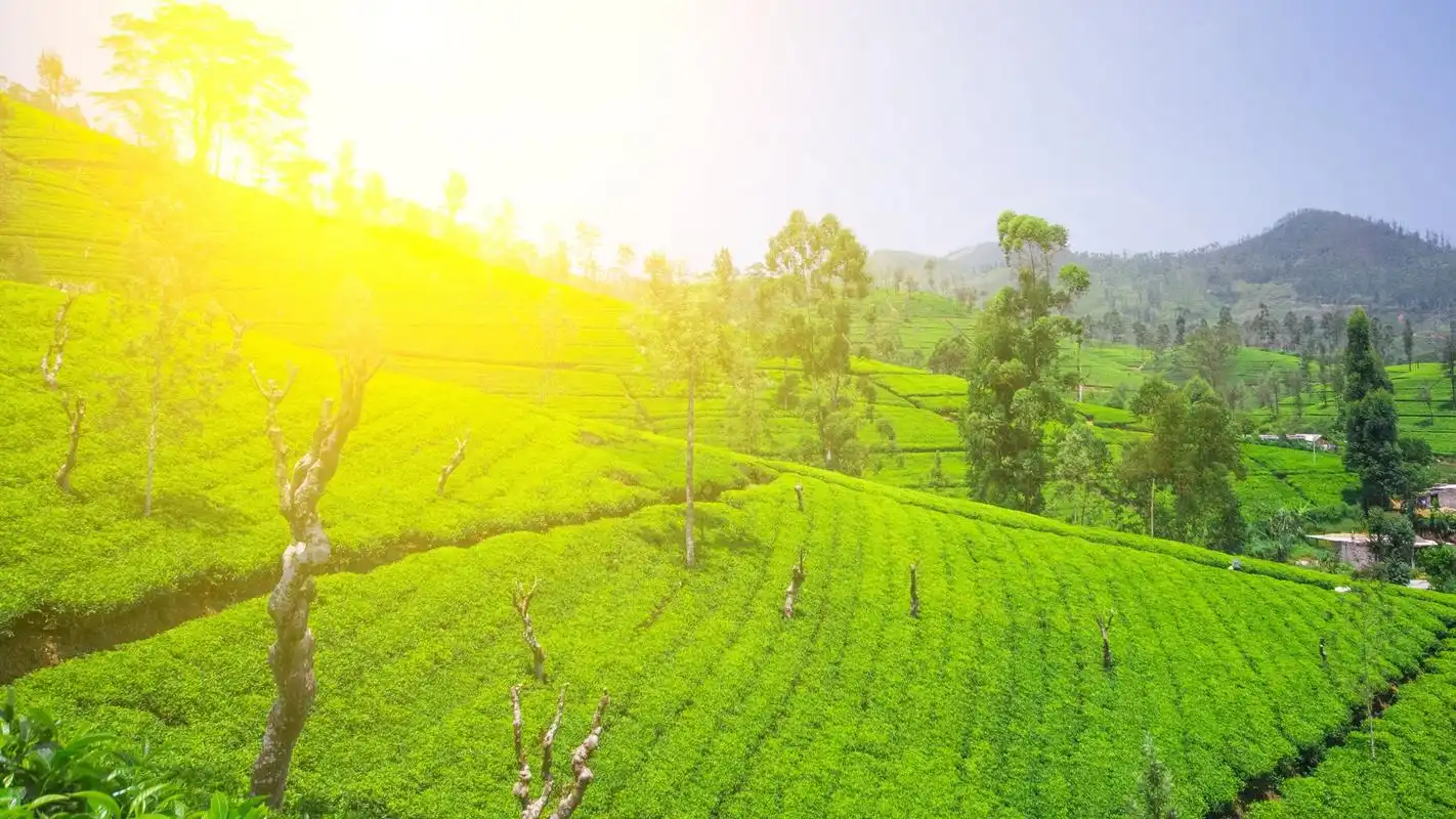 清新绿色护眼茶园桌面壁纸下载