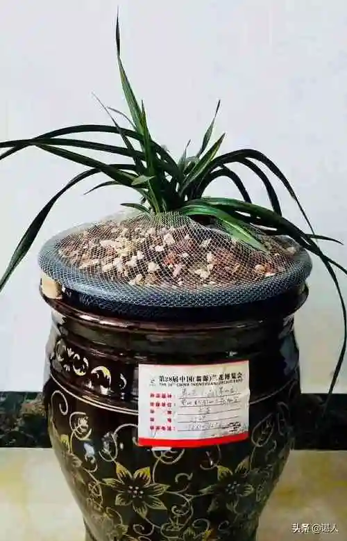 兰花贵州龙要价一亿两千万你们怎么看