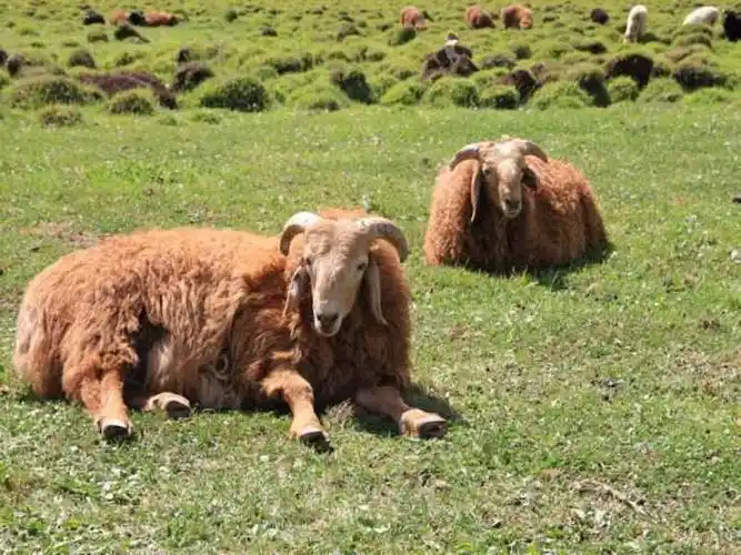 阿勒泰大尾羊养护要注意,冬季管理很关键,三个重点知识帮助你