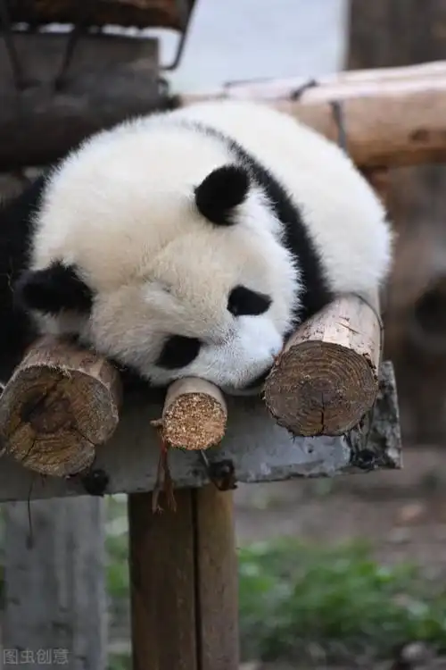 熊猫动态壁纸插图