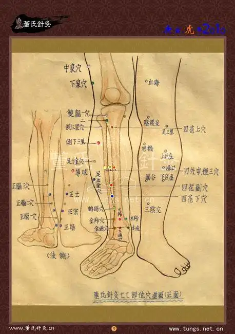 董氏奇穴小腿部穴位图