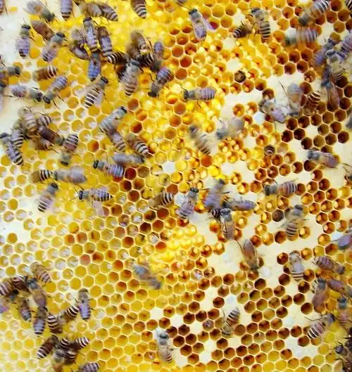 小编看来巢虫最容易出现的三种情况下出现