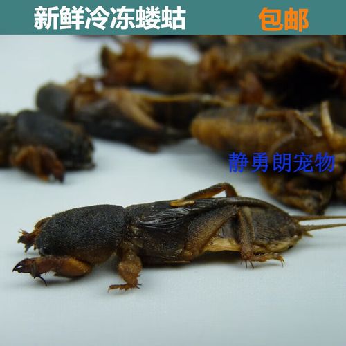 荣郁 蝼蛄食用昆虫蝲蝲蛄鲜活直接冷冻土狗子拉拉蛄 1斤新鲜冷冻蝼蛄
