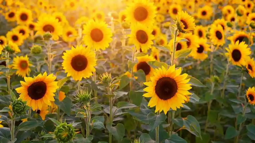 太阳花(风景静态壁纸) - 静态壁纸下载 - 元气壁纸