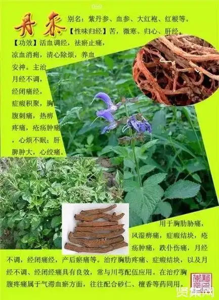 100种中草药大全名字和图片形态及功效主治