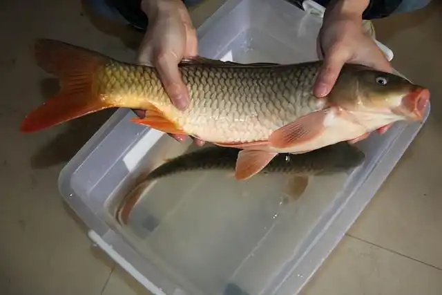 重金求购6条野生黄河鲤鱼!