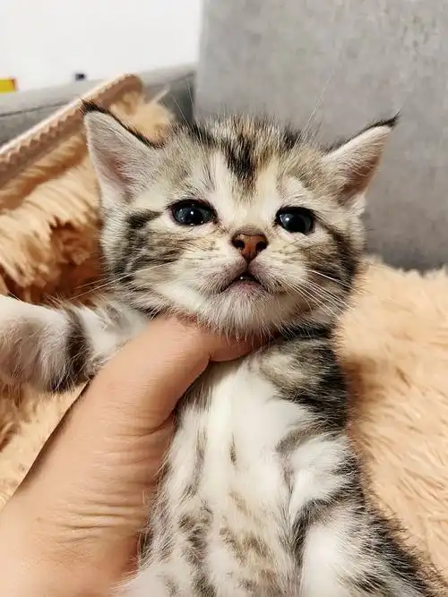 稀有色美短宝宝找新家