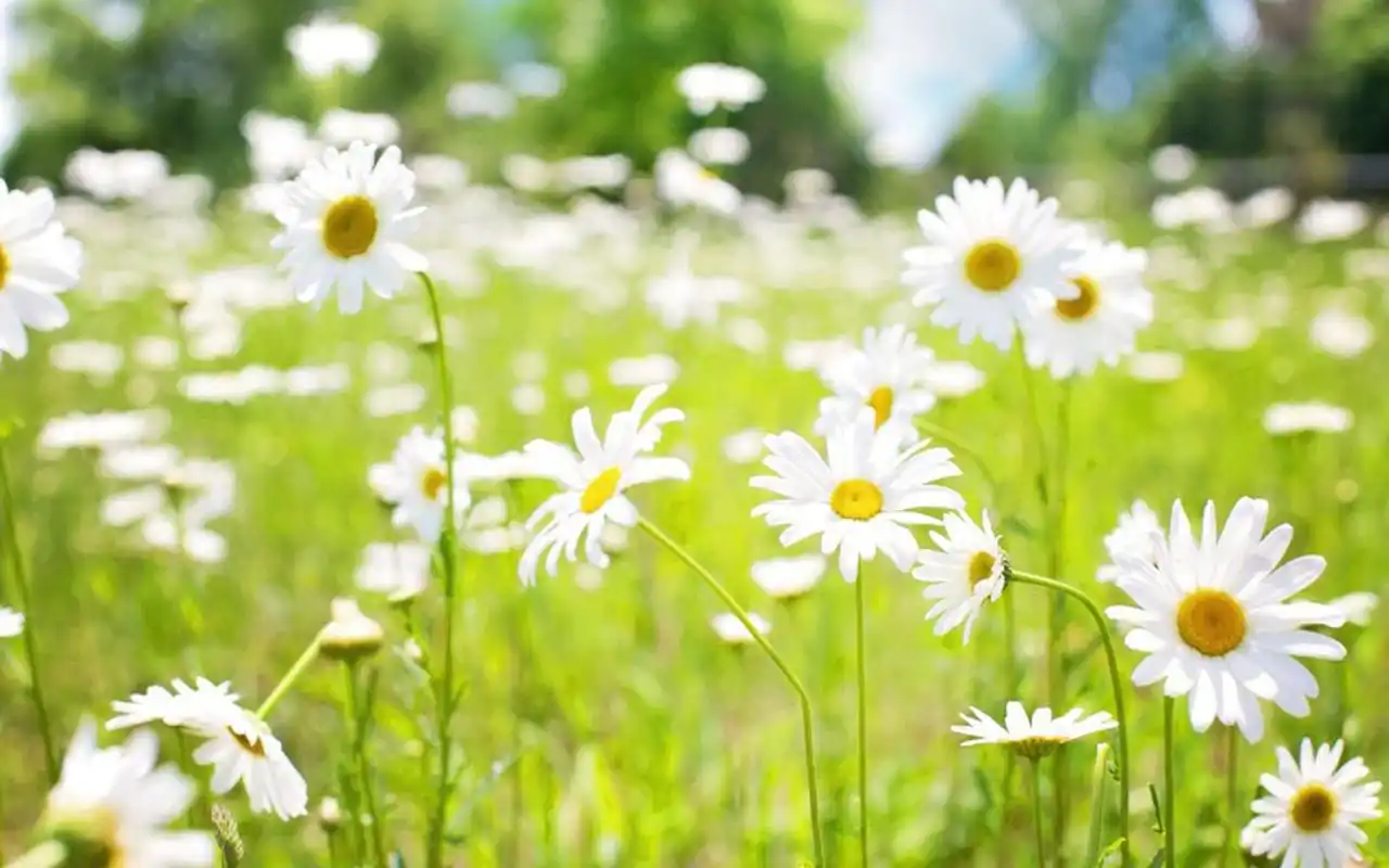 清新纯净的雏菊高清图片桌面壁纸_植物壁纸_壁纸下载_美桌网
