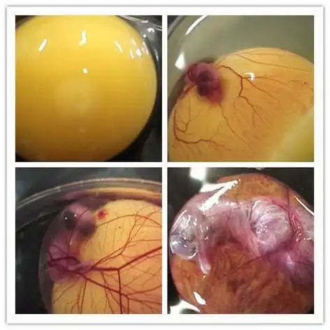 从受精到破壳 实拍鸡蛋孵出小鸡全过程