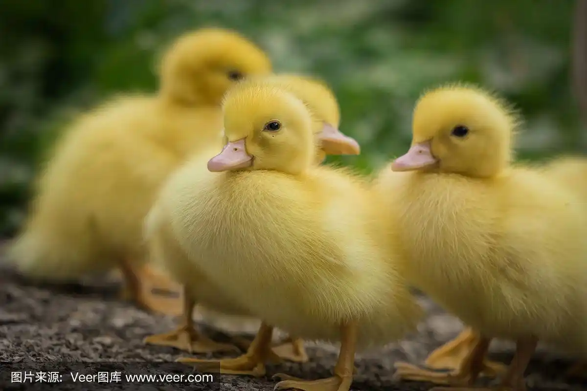 一群可爱的黄色毛茸茸的小鸭子在春天绿草如茵,动物家庭概念