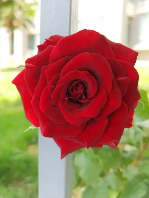 一枝花独出墙来