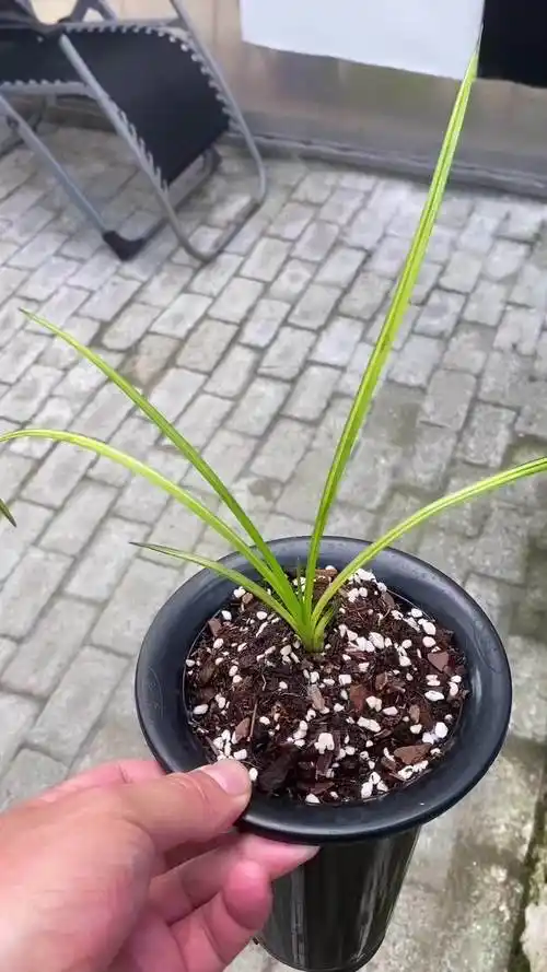 兰花流行品种,蕙兰丝斑中透 兰花 花卉绿植 爱生活爱养花 蕙兰-度小视