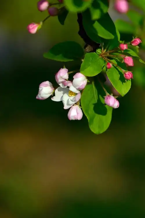 【 苹果 花摄影图片】生态摄影_太平洋电脑网摄影部落