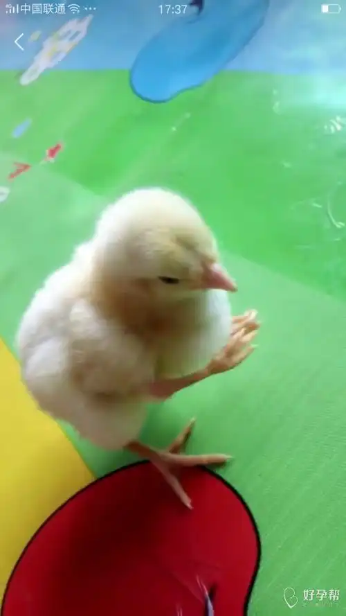 小鸡宝宝好可爱*^o^*,不知道能不能长大