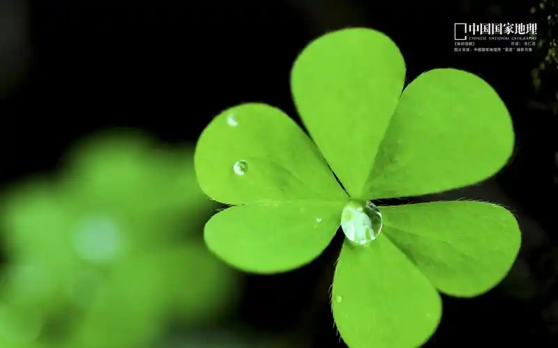 幸运四叶草-中国国家地理壁纸