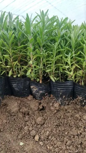 薰衣草小苗供应 薰衣草花海用苗