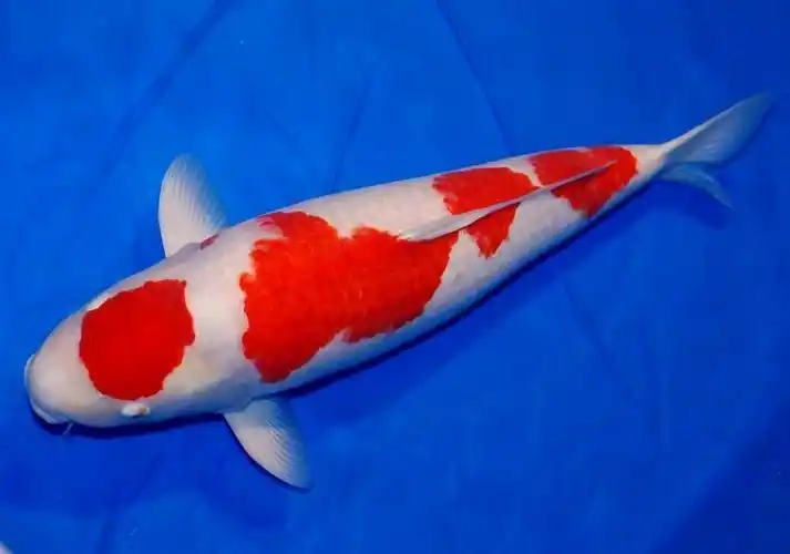 家里养什么鱼最旺财(家里养什么鱼招财)